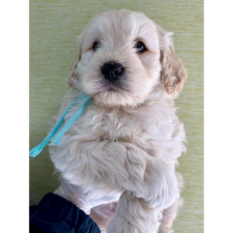 成約済の長野県のゴールデンドゥードル:ゴールデンレトリーバー×プードル-442300の2枚目