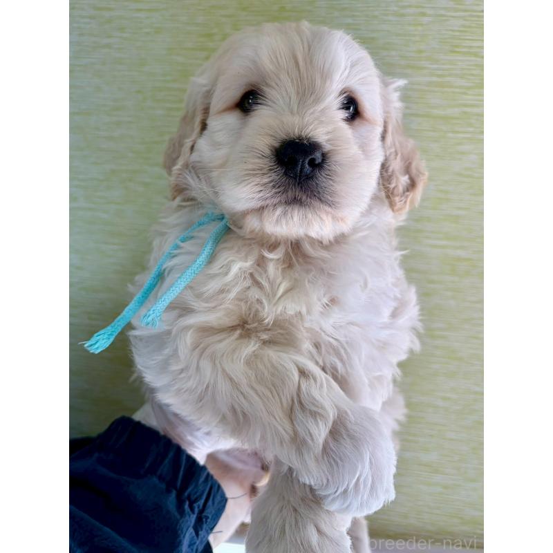 ♂︎ゴールデンドゥードル:ゴールデンレトリーバー×プードル