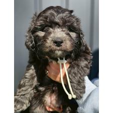 ♀︎ミックス犬