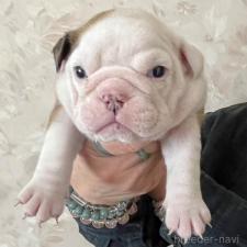 ♀︎ブルドッグ