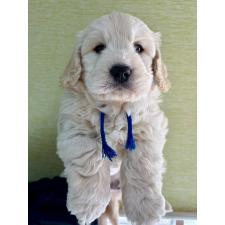 ♀︎ゴールデンドゥードル:ゴールデンレトリーバー×プードル