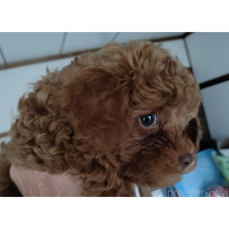 成約済の鹿児島県のトイプードル-442552の3枚目