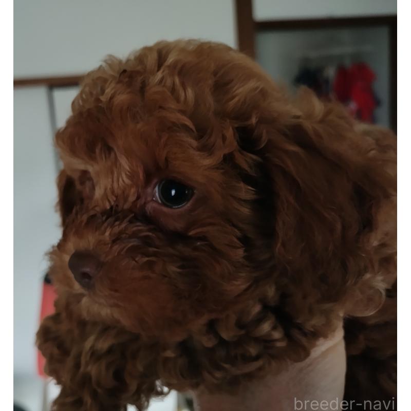 成約済の鹿児島県のトイプードル-442552の2枚目