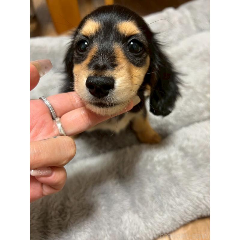 成約済の岡山県のミニチュアダックスフンド(ロングヘアード)-434283の5枚目