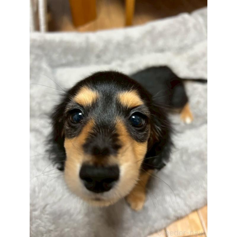 成約済の岡山県のミニチュアダックスフンド(ロングヘアード)-434283の4枚目