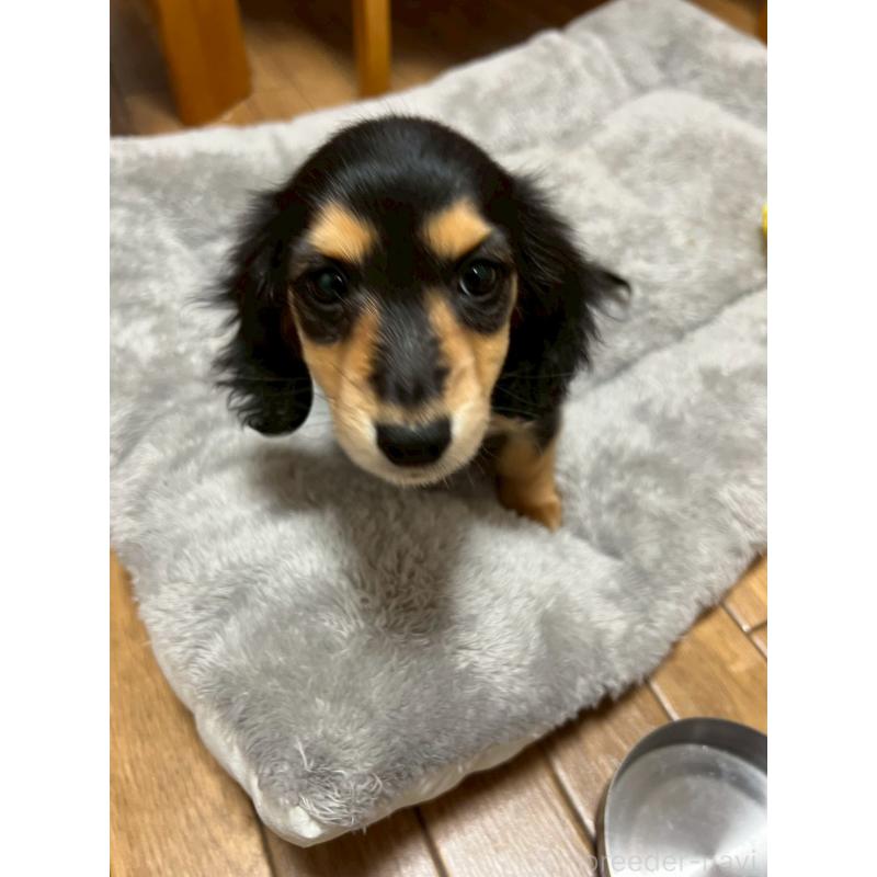 成約済の岡山県のミニチュアダックスフンド(ロングヘアード)-434283の3枚目