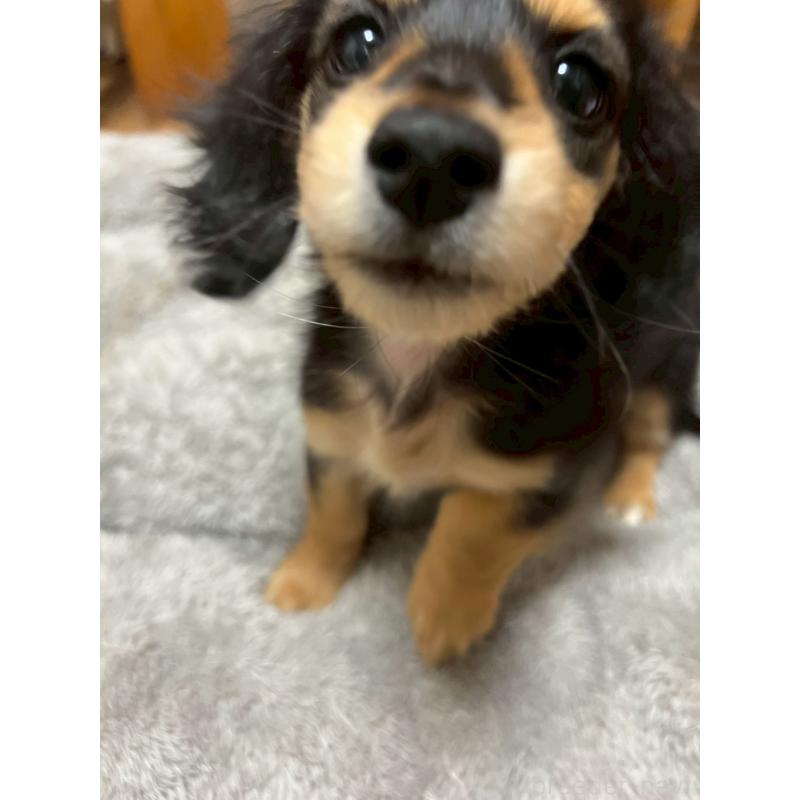 成約済の岡山県のミニチュアダックスフンド(ロングヘアード)-434283の2枚目