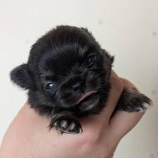 ♀︎チワワ(ロングコート)