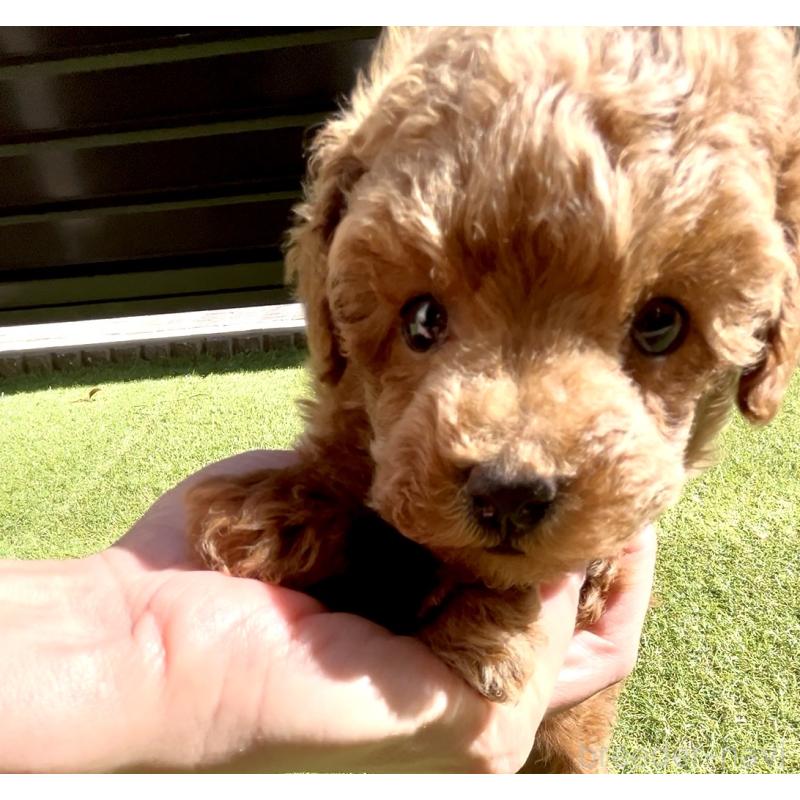 販売中の奈良県のタイニープードル-446944の17枚目