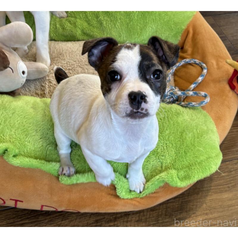 販売中の京都府のミックス犬-434221の3枚目