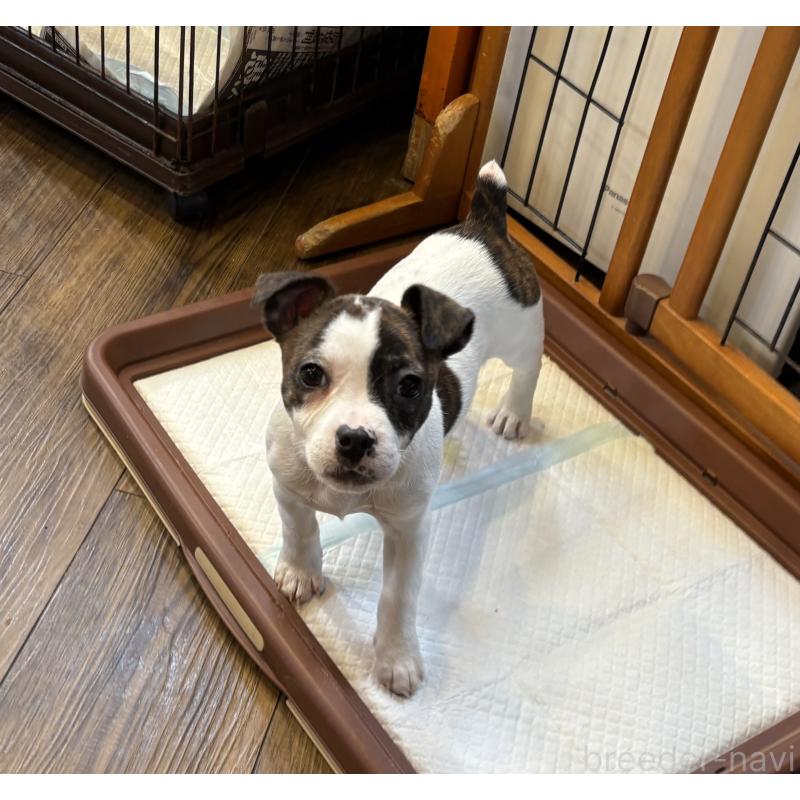 販売中の京都府のミックス犬-434221の2枚目