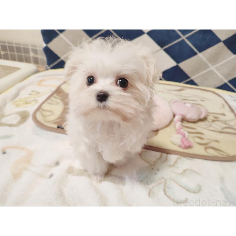 成約済の岡山県のマルチーズ-435827の3枚目