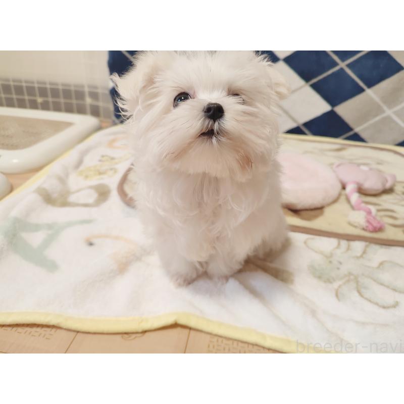 成約済の岡山県のマルチーズ-435827の2枚目