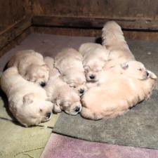 ♀︎ゴールデンレトリーバー