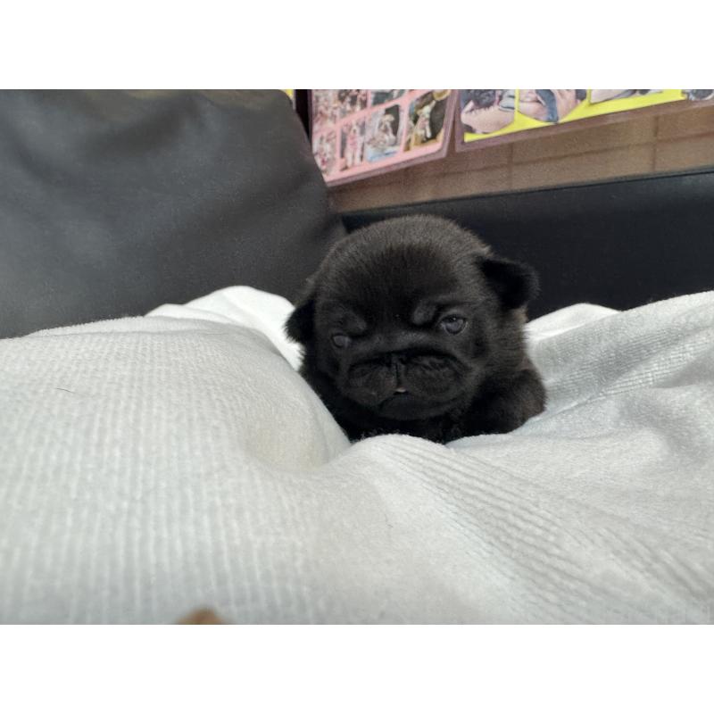 商談中の岐阜県のパグ-443170の7枚目