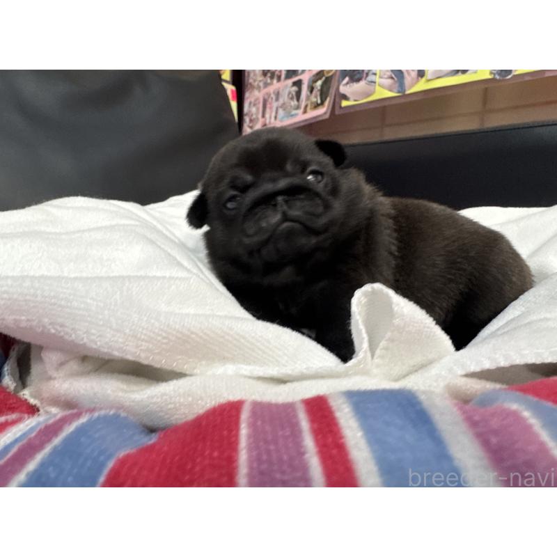 商談中の岐阜県のパグ-443170の6枚目