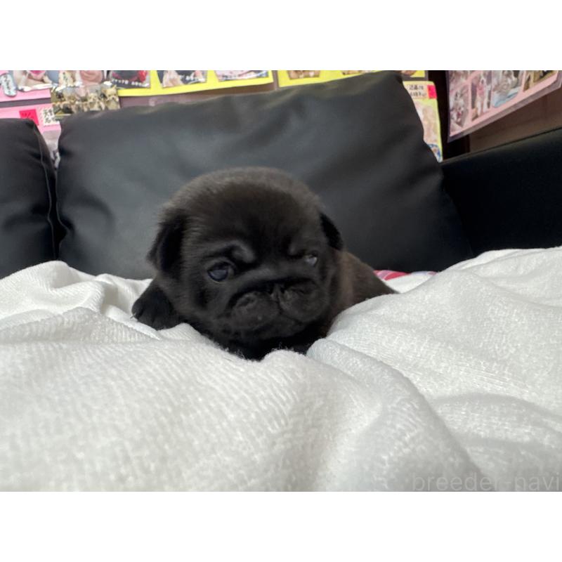 商談中の岐阜県のパグ-443170の5枚目