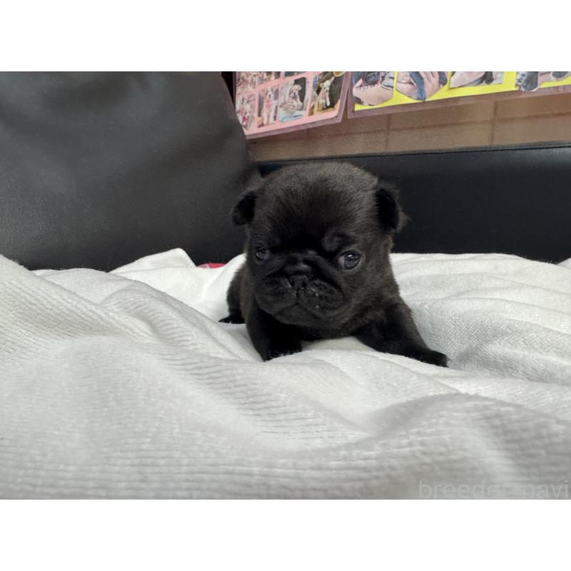 商談中の岐阜県のパグ-443171の7枚目