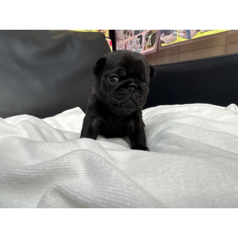 商談中の岐阜県のパグ-443171の6枚目