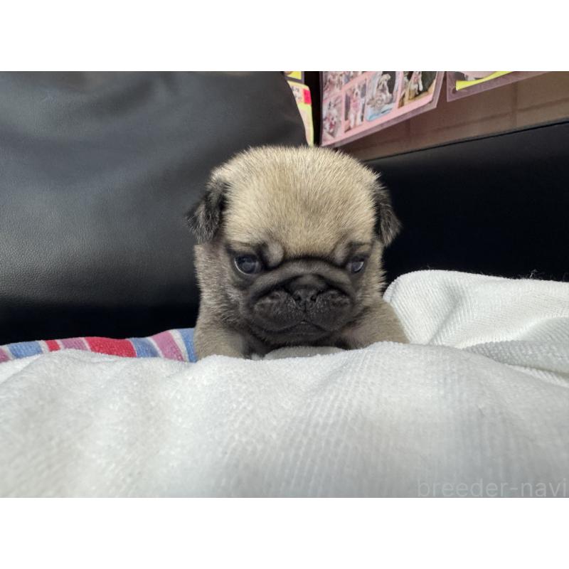 商談中の岐阜県のパグ-443173の6枚目