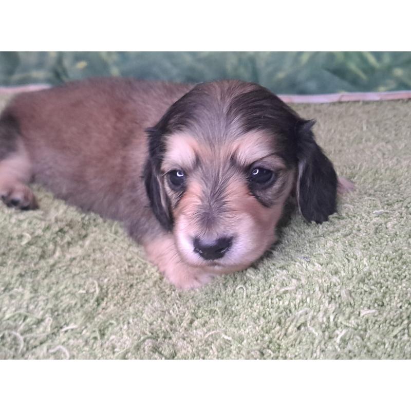 商談中の愛知県のミニチュアダックスフンド(ロングヘアード)-445009