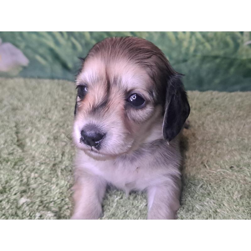 販売中の愛知県のミニチュアダックスフンド(ロングヘアード)-445004の22枚目