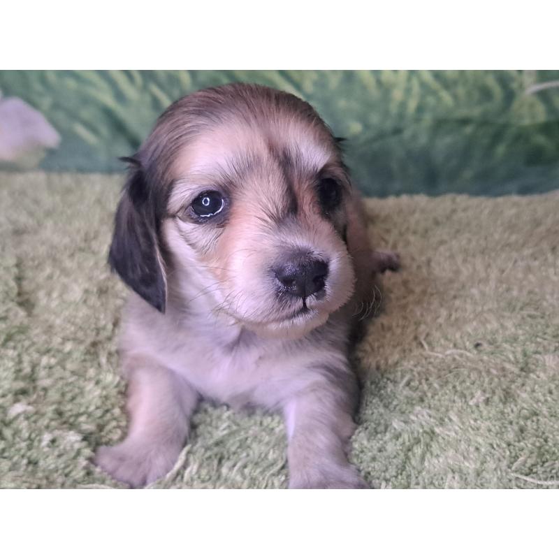 販売中の愛知県のミニチュアダックスフンド(ロングヘアード)-445004の20枚目