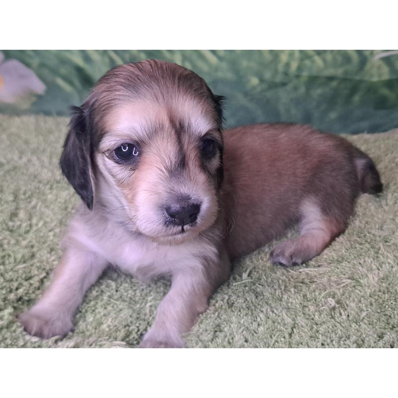 販売中の愛知県のミニチュアダックスフンド(ロングヘアード)-445004の19枚目