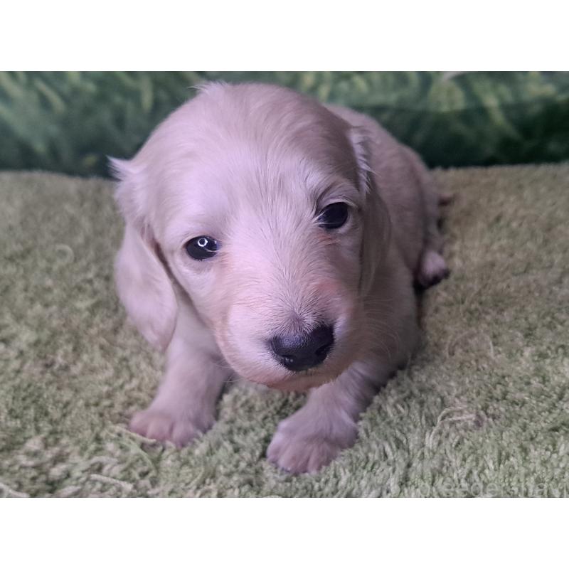 販売中の愛知県のミニチュアダックスフンド(ロングヘアード)-445005の23枚目