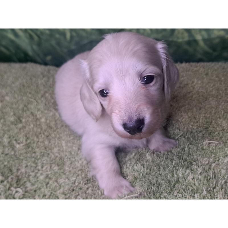 販売中の愛知県のミニチュアダックスフンド(ロングヘアード)-445005の22枚目