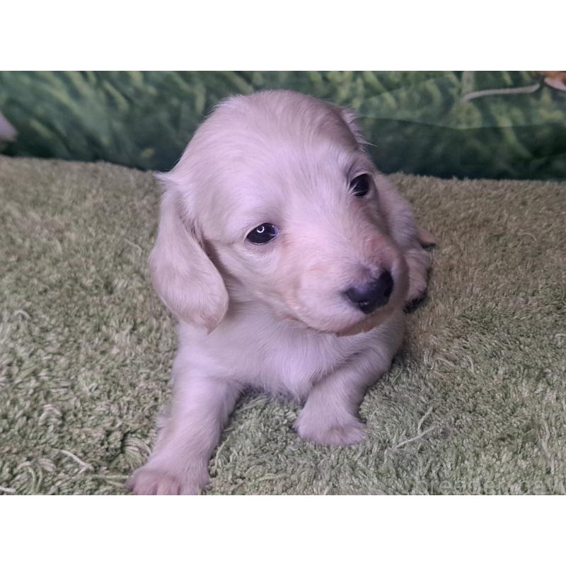 販売中の愛知県のミニチュアダックスフンド(ロングヘアード)-445005の20枚目