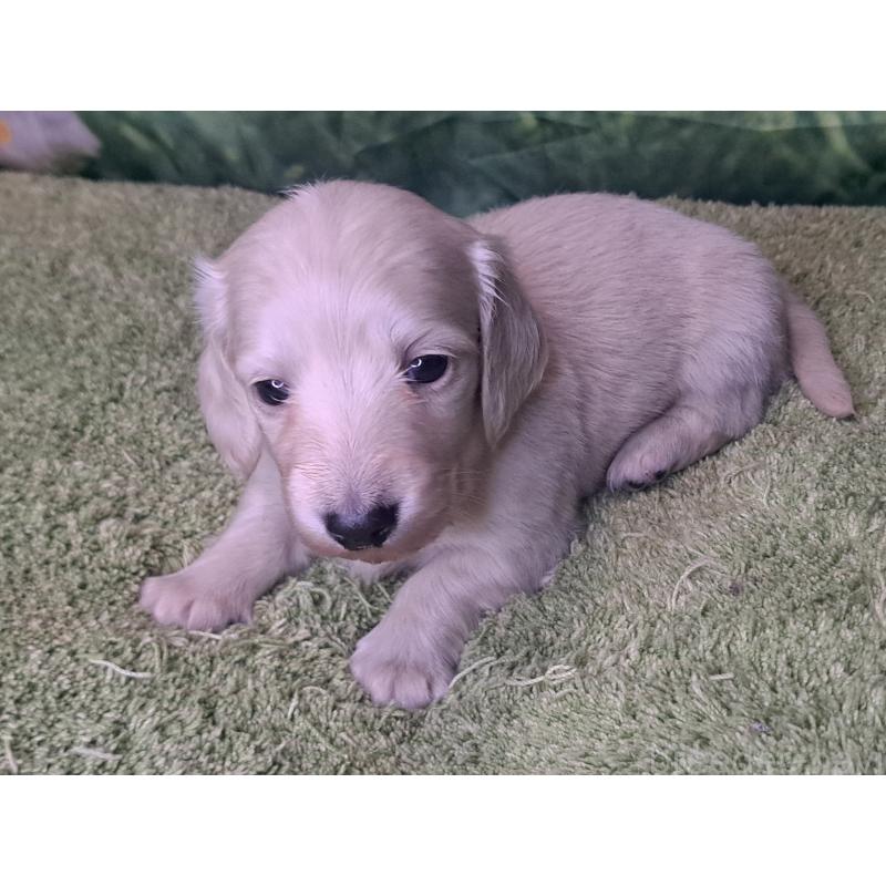 販売中の愛知県のミニチュアダックスフンド(ロングヘアード)-445005の19枚目