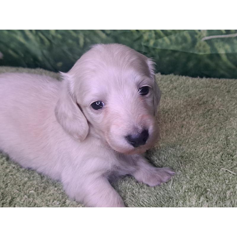 販売中の愛知県のミニチュアダックスフンド(ロングヘアード)-445005の18枚目