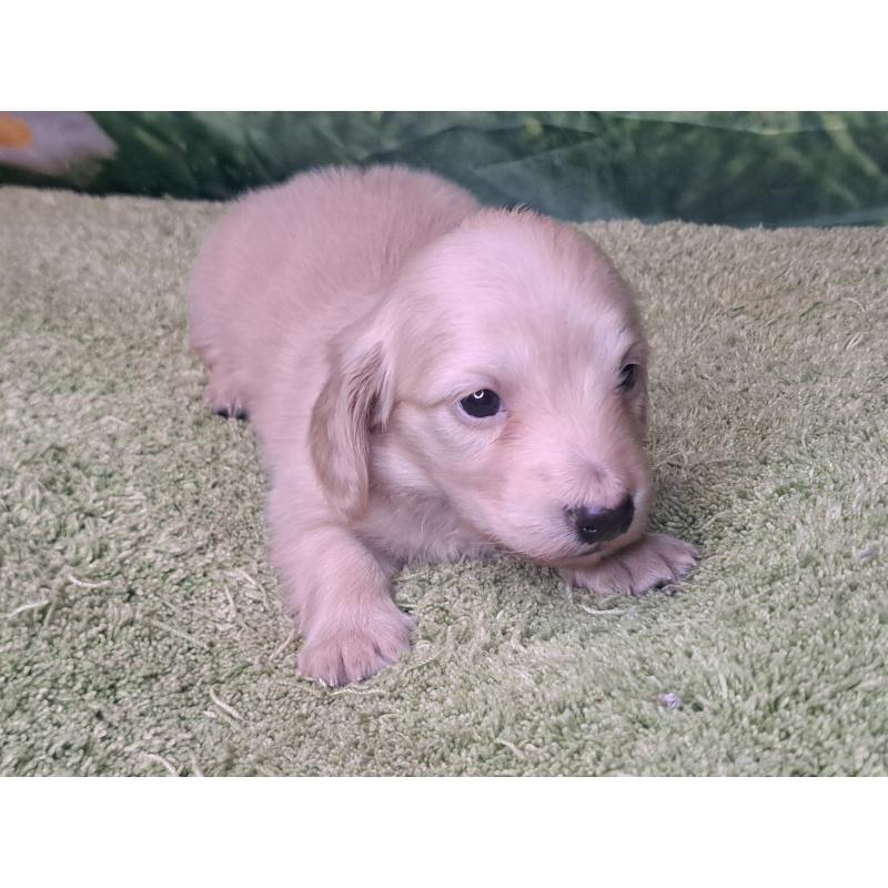 成約済の愛知県のミニチュアダックスフンド(ロングヘアード)-445006の17枚目