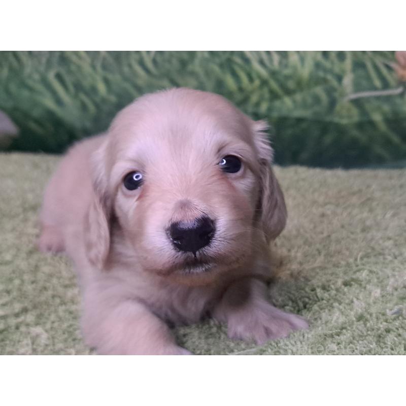 成約済の愛知県のミニチュアダックスフンド(ロングヘアード)-445006の16枚目