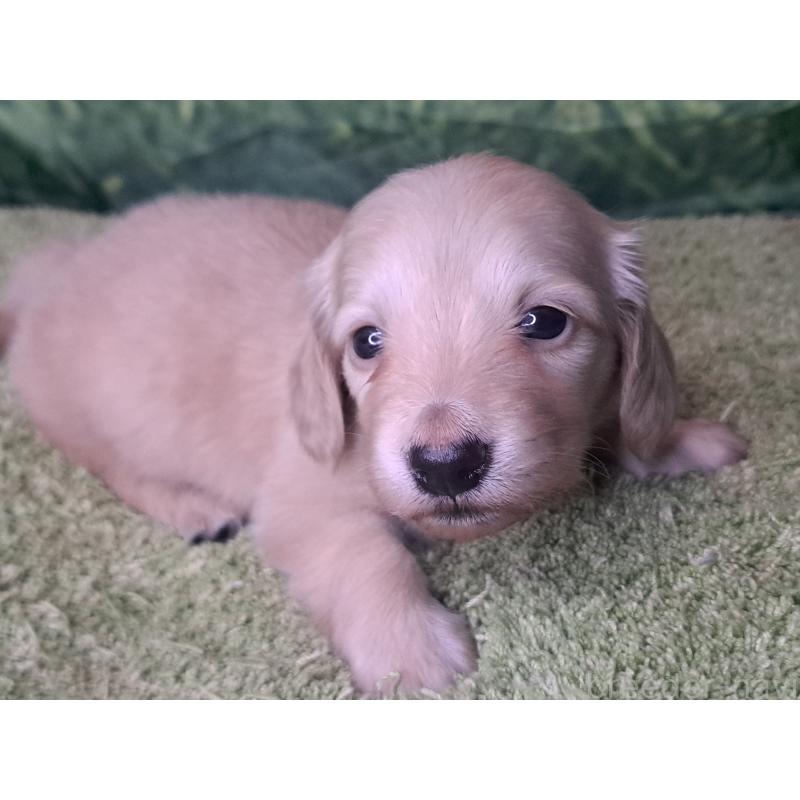 成約済の愛知県のミニチュアダックスフンド(ロングヘアード)-445006の15枚目