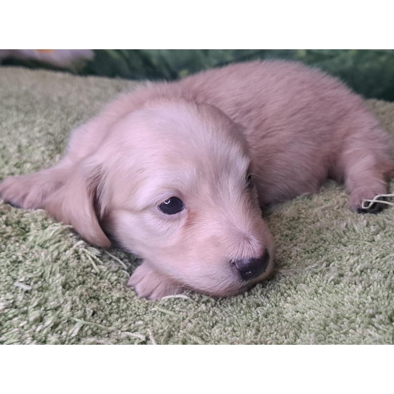 成約済の愛知県のミニチュアダックスフンド(ロングヘアード)-445006の14枚目