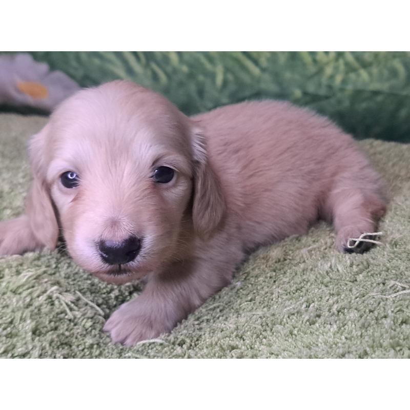 成約済の愛知県のミニチュアダックスフンド(ロングヘアード)-445006の13枚目