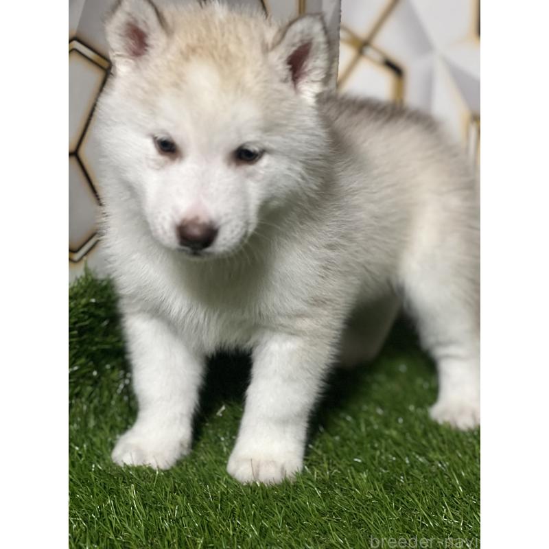 成約済の静岡県のシベリアンハスキー-441844の4枚目