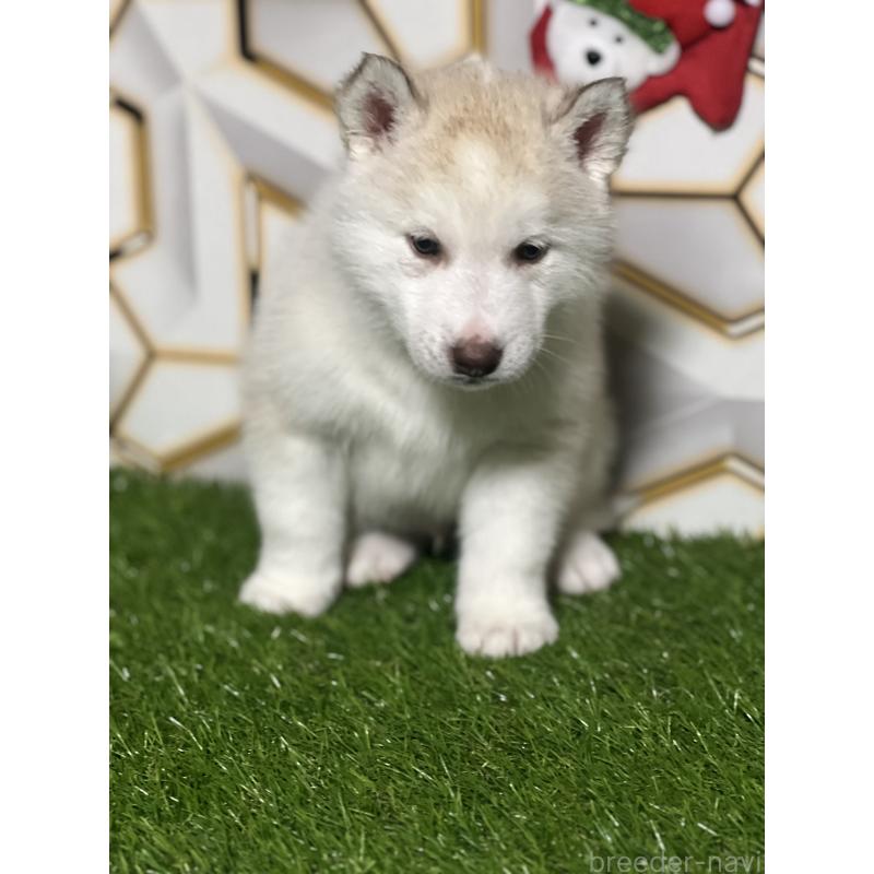 成約済の静岡県のシベリアンハスキー-441844の3枚目