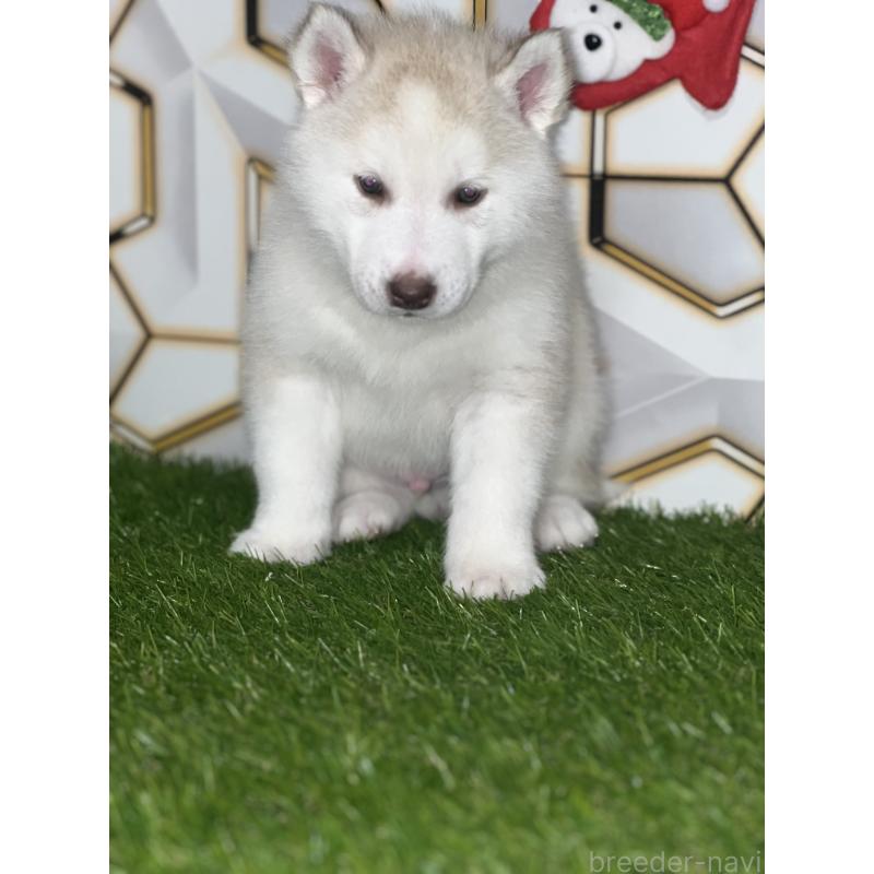 成約済の静岡県のシベリアンハスキー-441844の2枚目