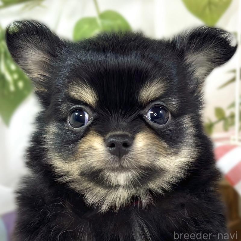 ♀︎ポメチワ:ポメラニアン×チワワ