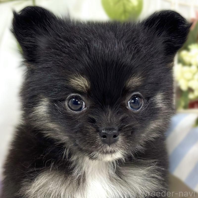 ♀︎ポメチワ:ポメラニアン×チワワ