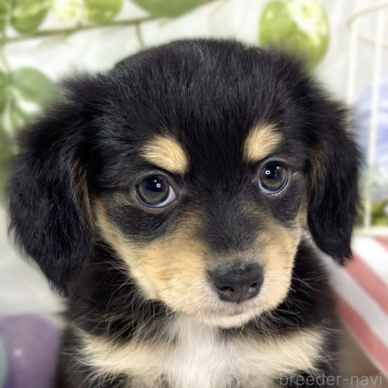 ♂︎チワックス:チワワ×ミニチュアダックスフンド