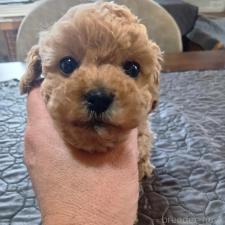 ♀︎タイニープードル