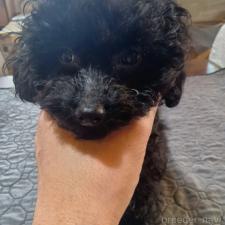 ♀︎タイニープードル