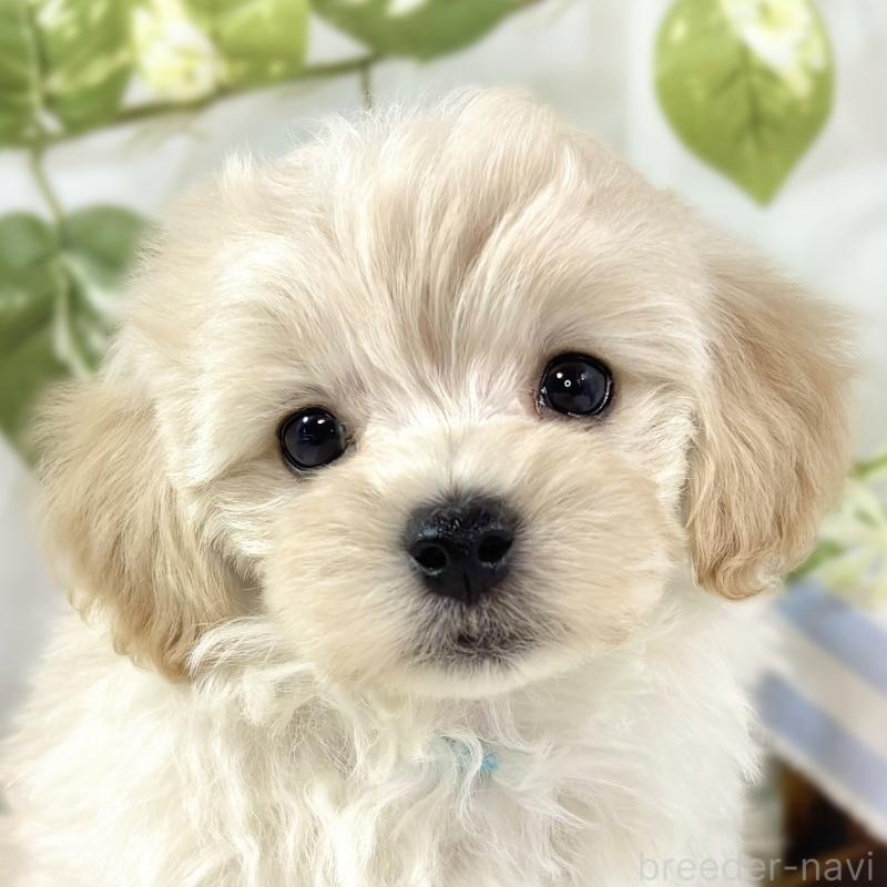 ♂︎マルプー:マルチーズ×トイプードル