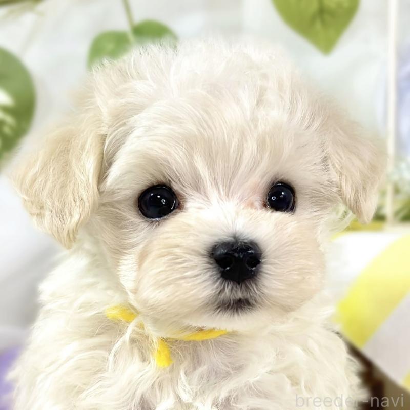 ♂︎マルプー:マルチーズ×トイプードル