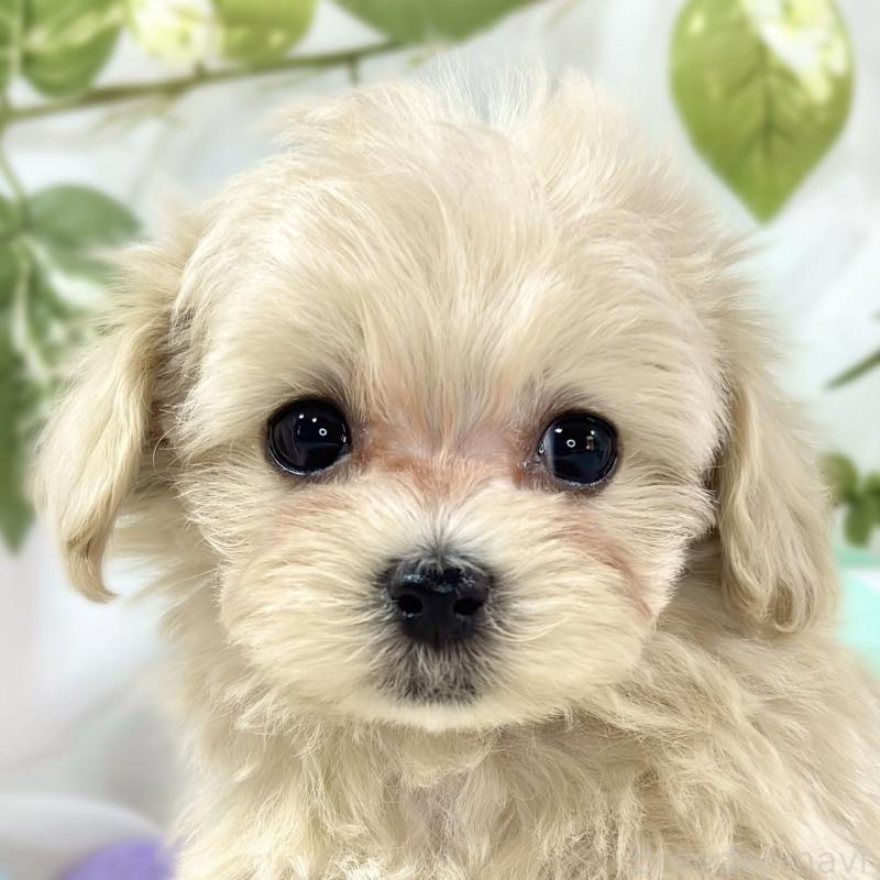 ♀︎マルプー:マルチーズ×トイプードル