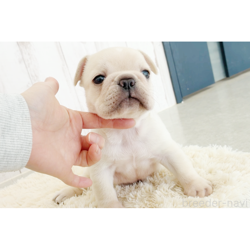 販売中の京都府のフレンチブルドッグ-445717の26枚目